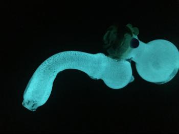 5.5" GLOW IN THE DARK BUBBLER