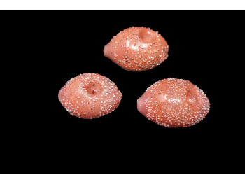 3-3.25' 85-90 Gr KIWI HAND PIPE